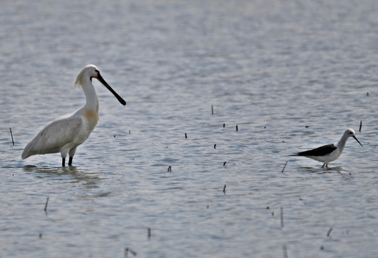 Spatola (Platalea leucorodia)